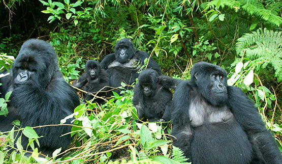 Rwanda Gorilla family.