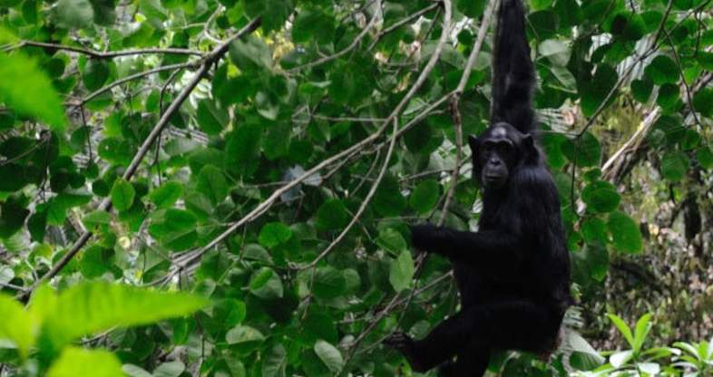 Chimpanzee Trekking Safari in Uganda - Kibale