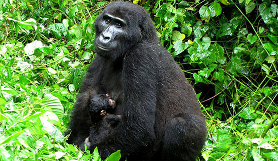 Bwindi National Park gorillas in Uganda.