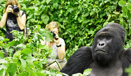 Visitors on a gorilla tracking safari.