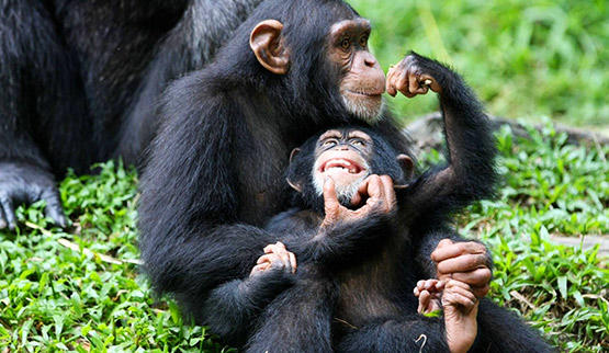 Kibale National Park Chimpanzees in Uganda.