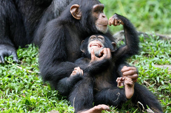 Chimpanzee Tracking in Kibale National Park in Uganda