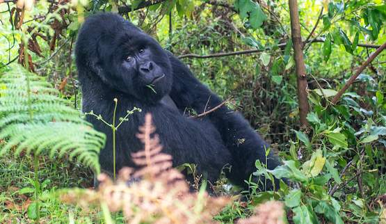 Mgahinga Gorilla National Park in Uganda