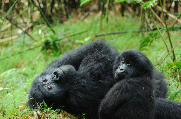 Gorilla Mating and Reproduction 2023-Gorilla trekking safaris