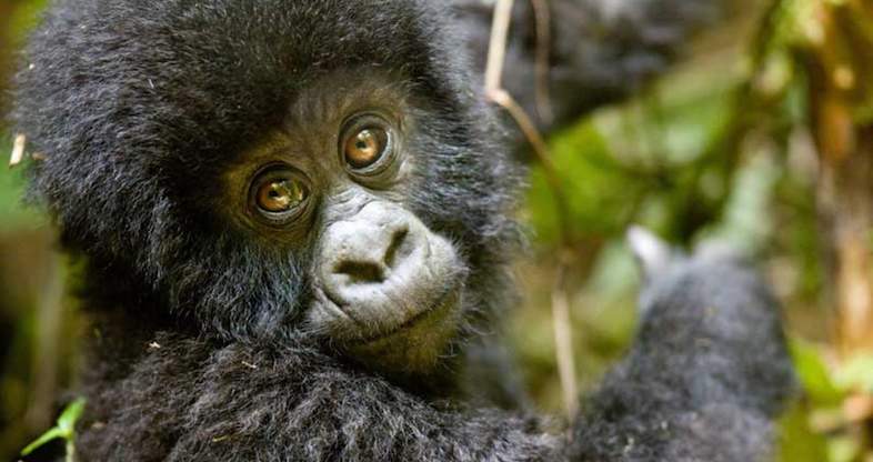 Rwanda Gorilla Safaris - 4 Days Rwanda Gorilla Trekking